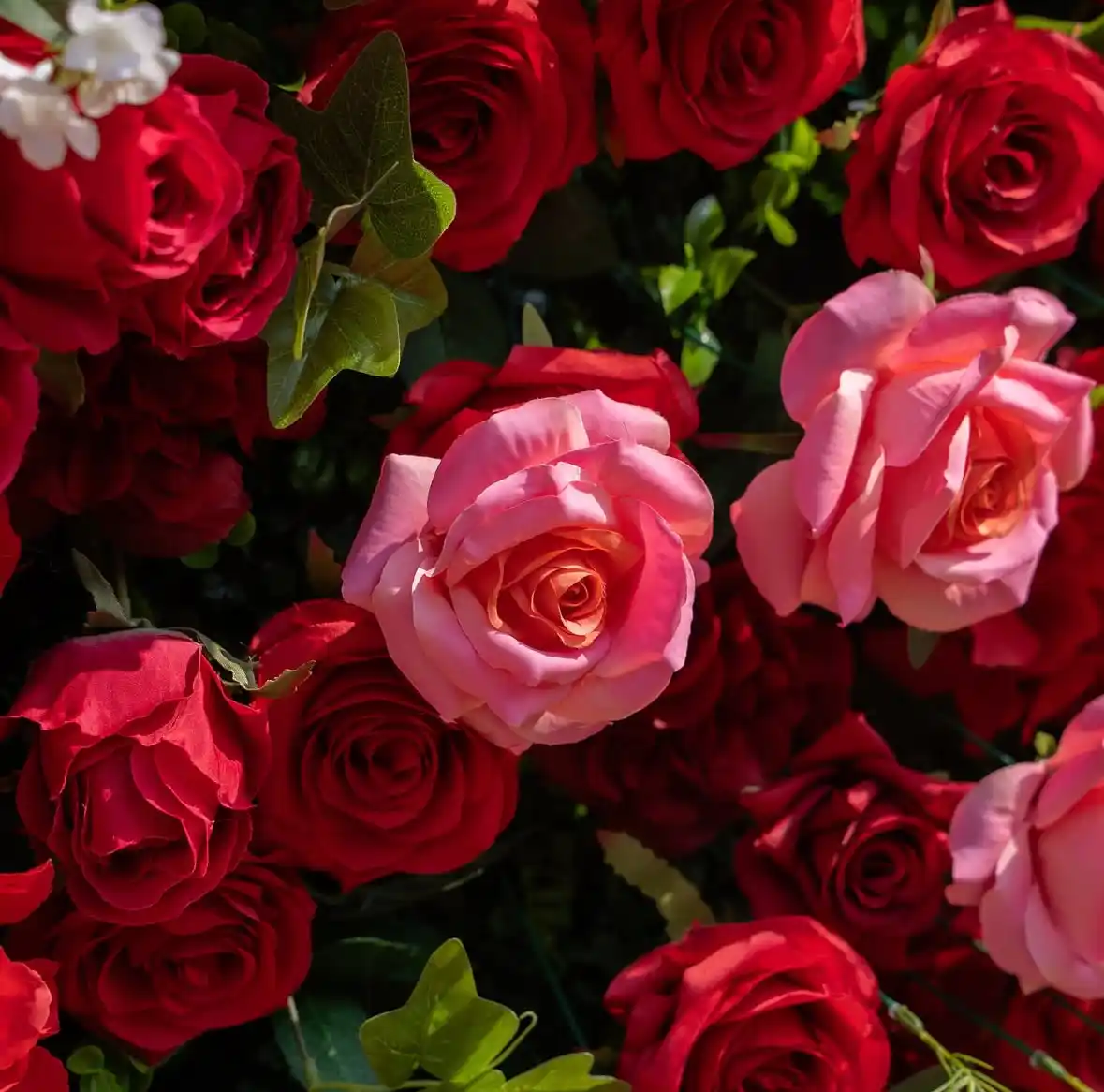 Afrodita Crveni - Cvetni zid — pogled 10