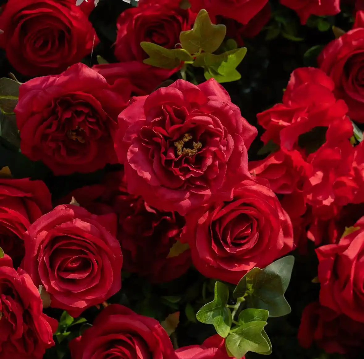 Afrodita Crveni - Cvetni zid — pogled 8