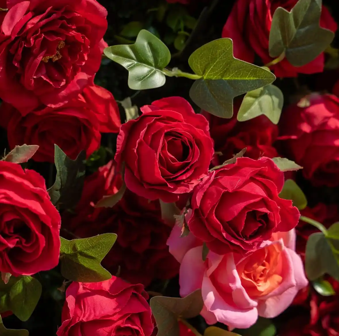 Afrodita Crveni - Cvetni zid — pogled 9